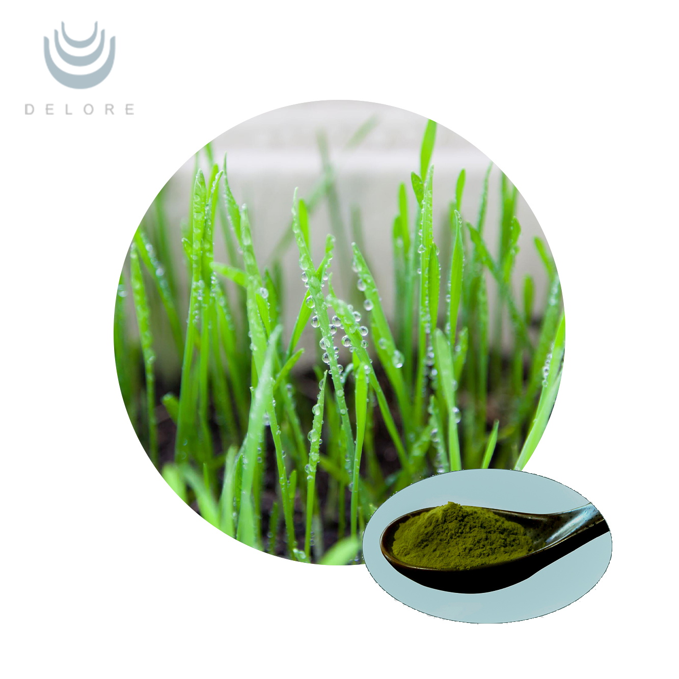 Wheat Grass Juice Powder