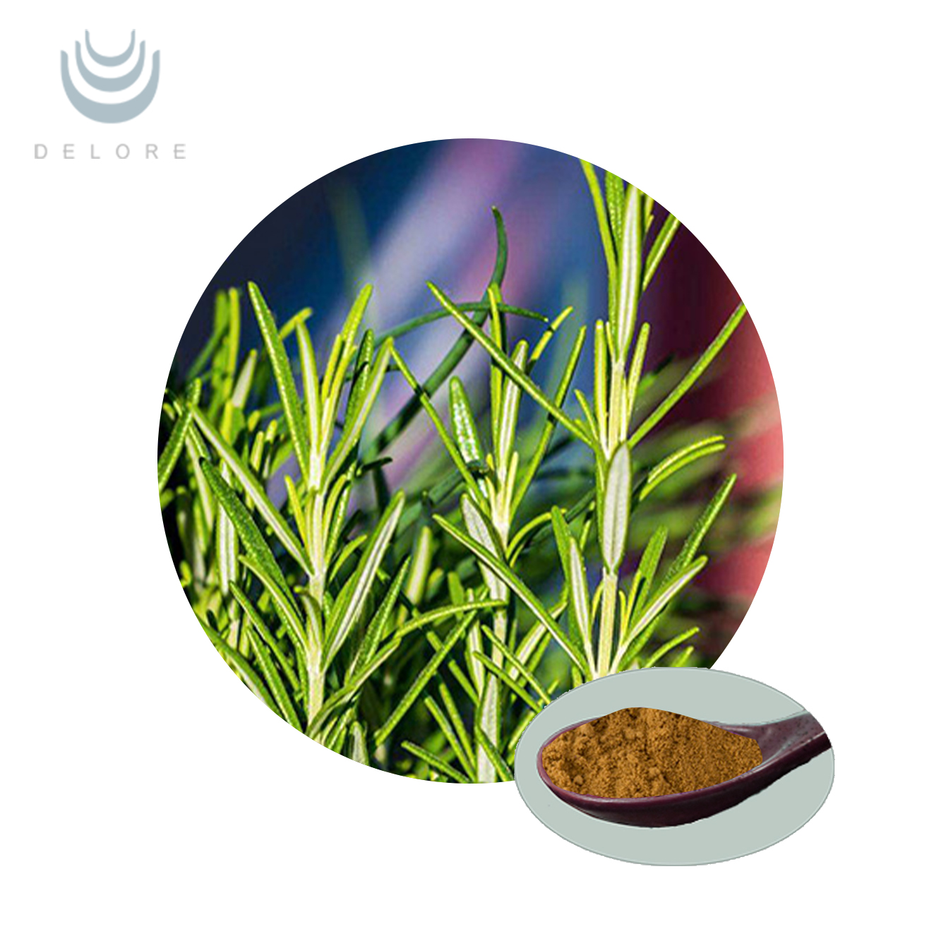 Rosemary Extract - Ursolic acid