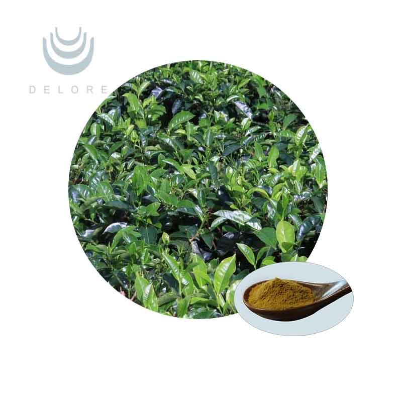 Green Tea Extract - Catechins