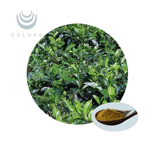 Green Tea Extract - Tea Polyphenols