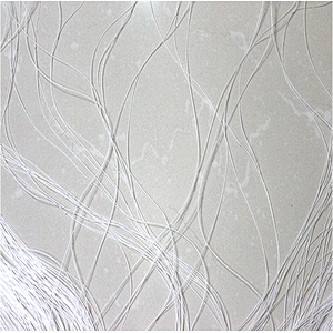 Nylon Fishing Net Anti-bird Netting Cheap Nylon Netting 1.8m*60m flexible netting
