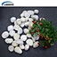 garden pebble