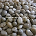 Natural Pebble Stone