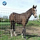 Lower price Horse Fence Panels For Rearing Animals / Grassland fence (factory sale )