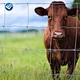 galvanzied cattle fence