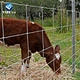 galvanzied cattle fence