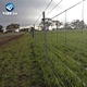 cattle panels