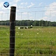 cattle panels