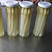 canned white asparagus spears