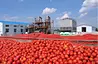 Traditional Natural Healthy Canned Tomatoes