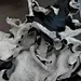 mushroom shiitake