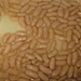 broad beans canned