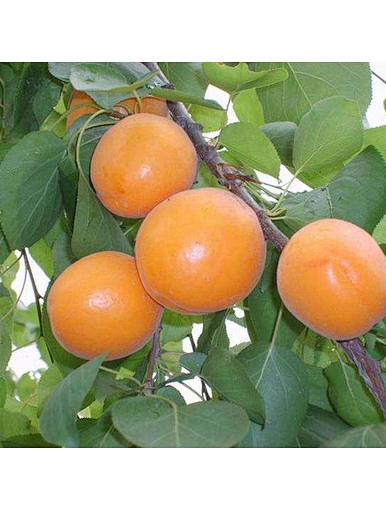 Origine de la fourniture de fruits frais saveur douce fruits en conserve abricot au sirop