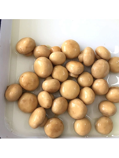 Champignon de paille en conserve avec la meilleure qualité