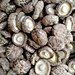 mushroom for sale