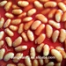 canned white beans in tomato sauce