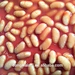 canned white beans in tomato sauce