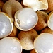 Longan