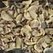 preserved whole champignon mushroom