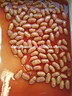 Haricots cuits en conserve de haute qualité en sauce tomate
