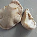 best edible mushroom