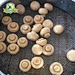 Tranches de légumes en conserve Vietnam Champignons de Paris en conserve