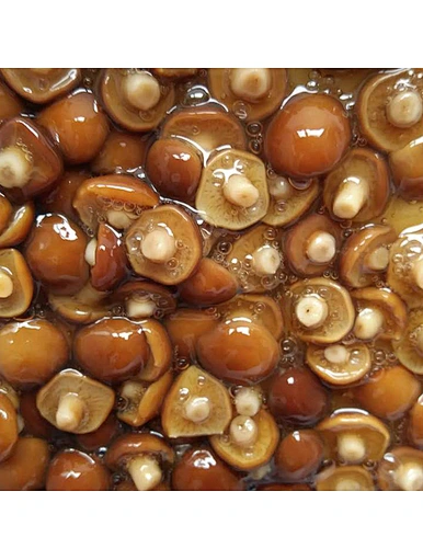 mushroom champignon