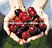  certificat casher fruits frais cerises entières en conserve