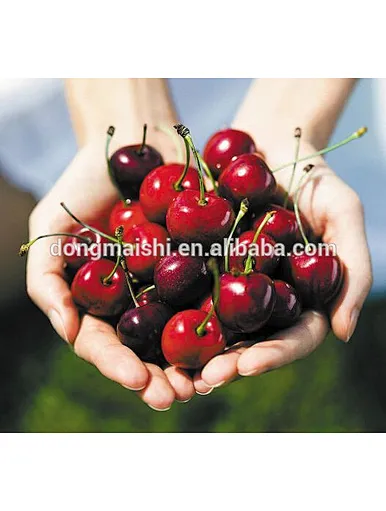  certificat casher fruits frais cerises entières en conserve