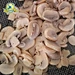 champignon mushroom canned