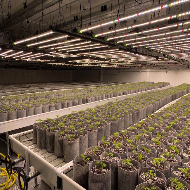 600W LED crece la luz