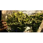 How Many Cannabis Plants Should I Grow? (For the Biggest/Fastest Yields)