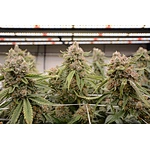 COME LEARN TO LED GROW LIGHT