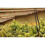 Should I Grow Weed? (Pros & Cons)