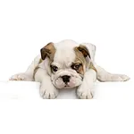Ten things to pay attention to when raising a dog for the first time