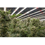 What curing cannabis is, and how to do it？