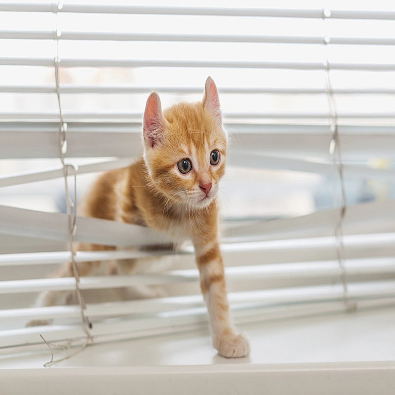 Venetian blind