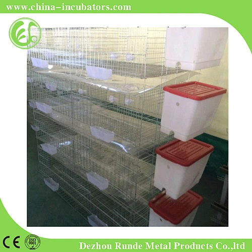 Chicken Cage