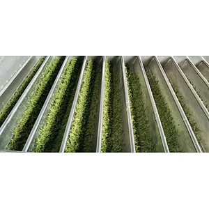 Tea leaf rolling machine