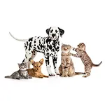 How to teach dogs to urinate?