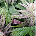 Environment Effects on Bud Quality
