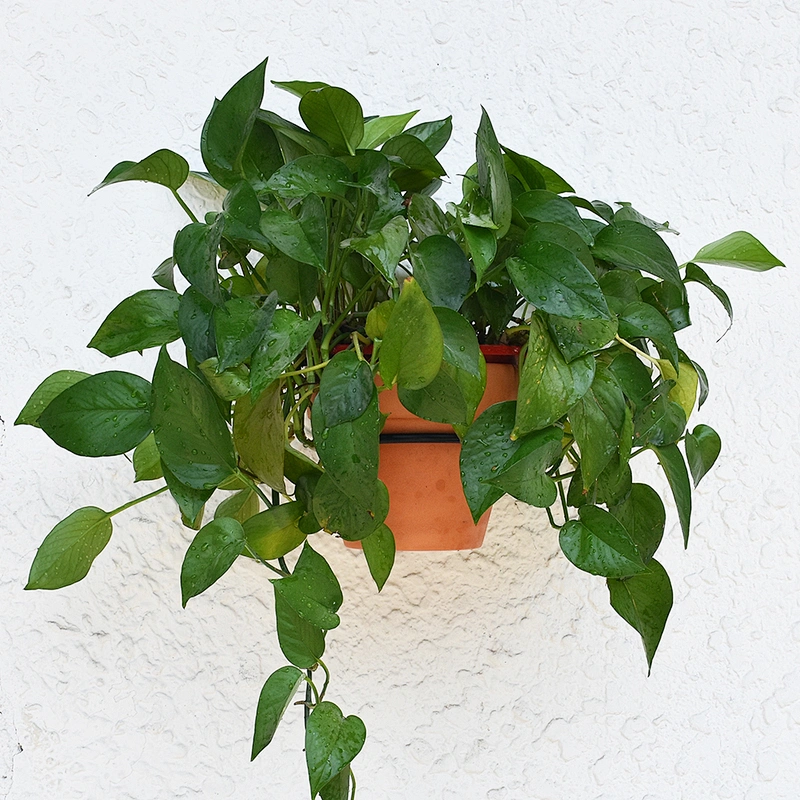4 / 6 / 8 Inch Flower Pot Wall Mounted Bracket With Ring