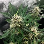 What’s the Cost of Electricity to Grow Marijuana?