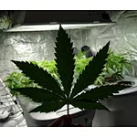 Eye Protection for Indoor Growers: Love Your Eyes!