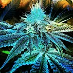 Do My Cannabis Plants Need Side Lighting?