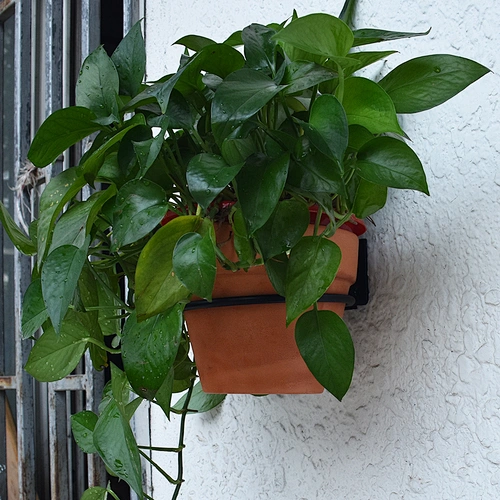 4 / 6 / 8 Inch Flower Pot Wall Mounted Bracket With Ring