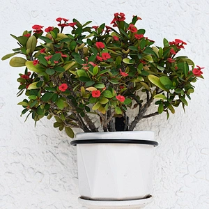 4 / 6 / 8 Inch Flower Pot Wall Mounted Bracket With Ring