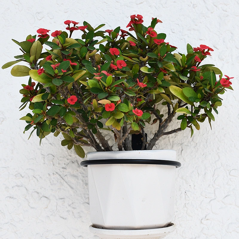 4 / 6 / 8 Inch Flower Pot Wall Mounted Bracket With Ring