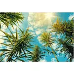 What’s the deal with Spinosad? Is it safe for growing weed?
