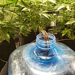 The Easiest Way to Water Plants & Remove Runoff